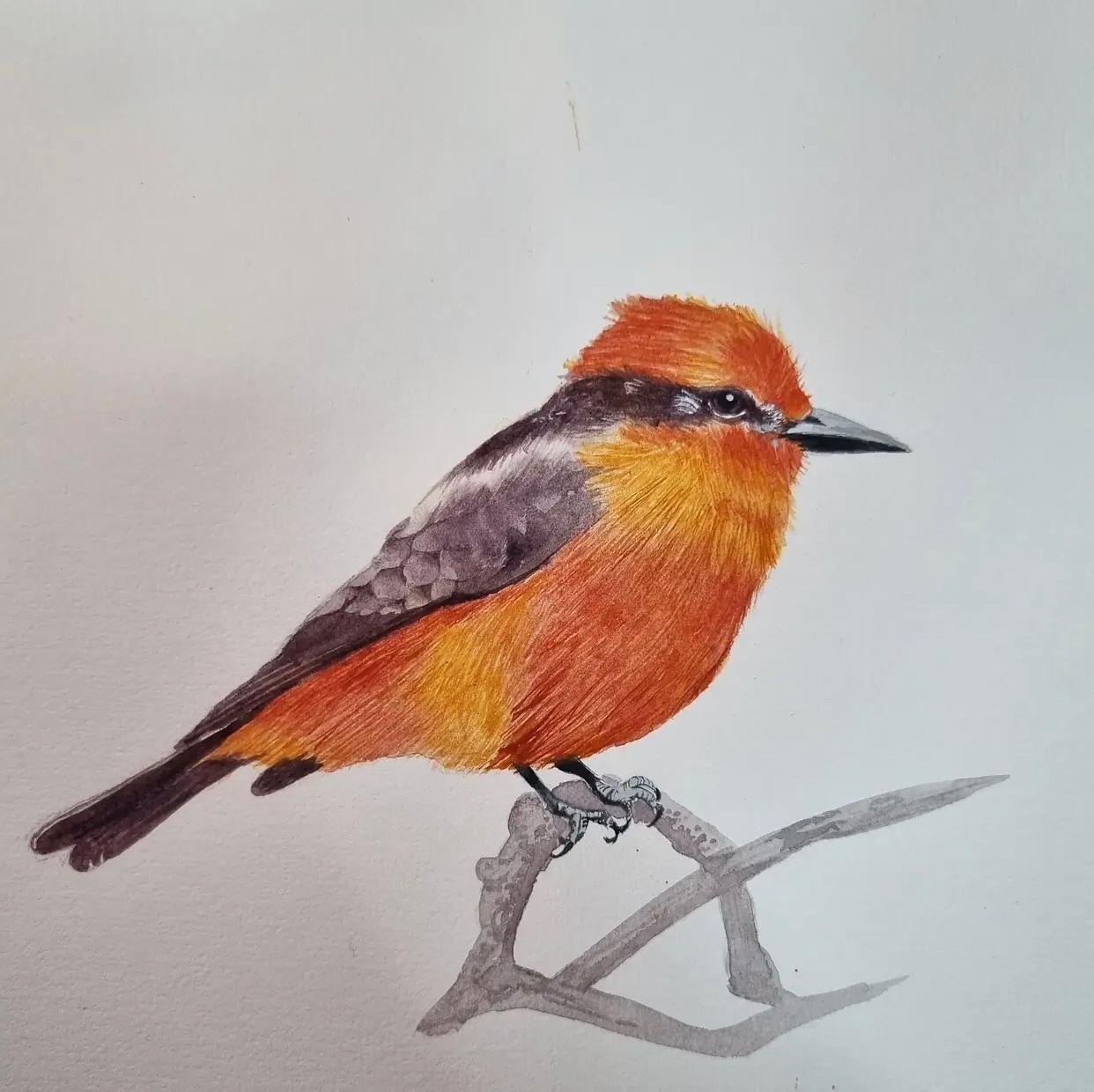 Acuarela naturalista de Isarte — ave