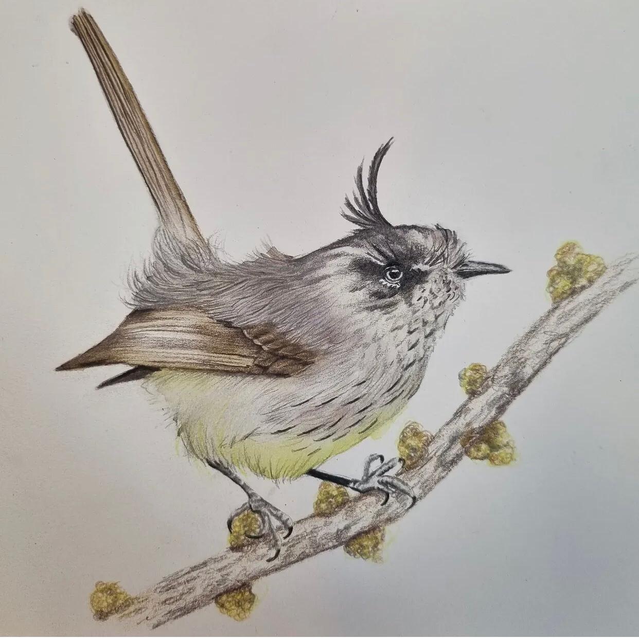 Acuarela naturalista de Isarte — ave