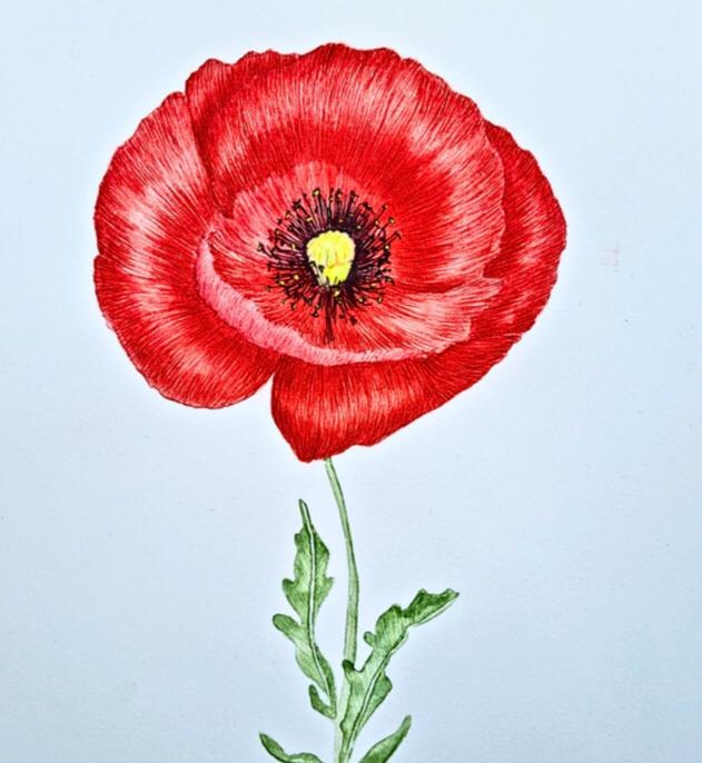 Acuarela naturalista de Isarte — flor